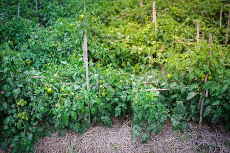 Déterminer la culture de la tomate sur la rangée avec support de piquets de bambou, paillis de paille à la ferme traditionnelle de Thai Binh, delta de la rivière Rouge du nord du Vietnam, charge de tomates de brousse vertes. Agriculture