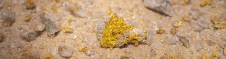 Panorama gold ore rock sample on display at museum in Texas, shiny yellow flecks or veins of gold on rock surface, iron oxide copper gold on the edges of granite or dark rock flecked with gold. USA