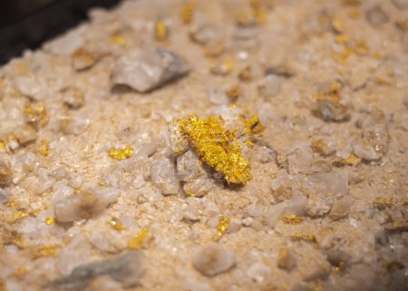 Muestra de roca de mineral de oro en exhibición en un museo en Texas, manchas de oro amarillo brillante o venas de oro en la superficie de la roca, oro de cobre de óxido de hierro en los bordes de granito o roca oscura salpicada de oro. Estados Unidos