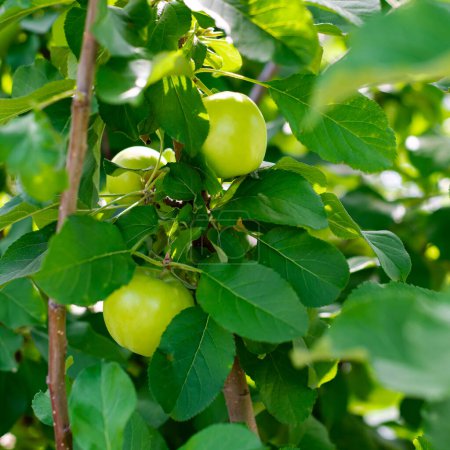 Close-up large green apple fruits on tree branch at front yard orchard urban homestead farming in Dallas, Texas, dwarf fruit trees in Spring seasonal background, backyard orchard self-sufficient. USA