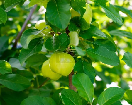 Close-up large green apple fruits on tree branch at front yard orchard urban homestead farming in Dallas, Texas, dwarf fruit trees in Spring seasonal background, backyard orchard self-sufficient. USA