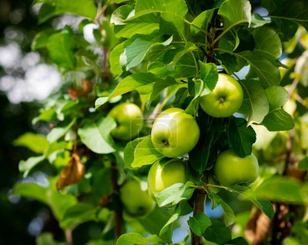 Busque vista cúmulo de manzanas verdes en rama de árbol en huerto jardín delantero agricultura de granja urbana en Dallas, Texas, árbol frutal enano en fondo de temporada de primavera, huerto patio trasero autosuficiente. Estados Unidos