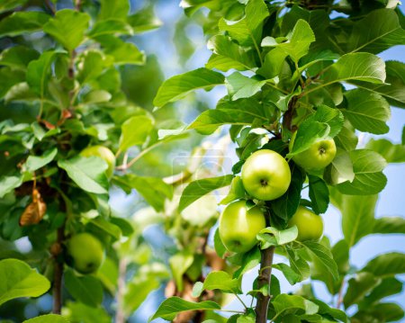Busque vista cúmulo de manzanas verdes en rama de árbol en huerto jardín delantero agricultura de granja urbana en Dallas, Texas, árbol frutal enano en fondo de temporada de primavera, huerto patio trasero autosuficiente. Estados Unidos