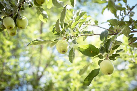 Abundant of apple fruits bending on small branch of dwarf fruit trees at front yard orchard urban homestead farming in Dallas, Texas, Spring seasonal background, backyard orchard self-sufficient. USA