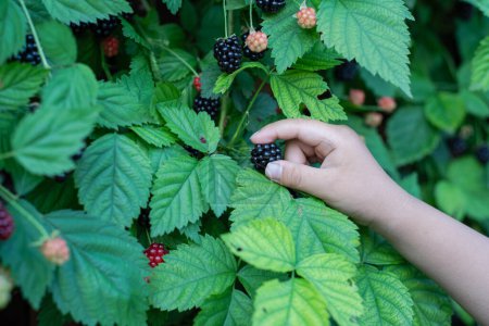 Asian toddler boy hand picking up fresh ripe blackberry from homegrown shrub at backyard garden homestead orchard in Dallas, Texas, harvesting collecting organic berry little fingers, seasonal. USA
