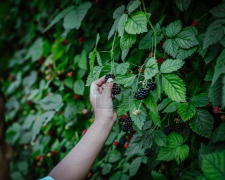 Left hand Asian boy picking up fresh ripe blackberry from homegrown shrub at backyard garden homestead orchard in Dallas, Texas, harvesting collecting organic berry little fingers, seasonal. USA