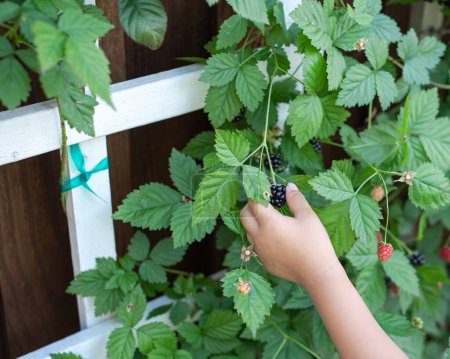 White wooden trellises with Asian boy picking up fresh ripe blackberry from homegrown shrub at backyard garden home orchard in Dallas, Texas, harvesting collecting organic berry little fingers. USA