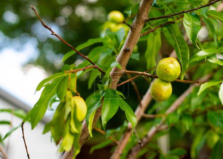 Verger de jardin avec charge de jeunes nectarines ou Prunus persica var. nucipersica peau lisse sur la branche d'arbre avec des feuilles vertes à Dallas, Texas, arbre fruitier nain héritage cultivé maison. États-Unis