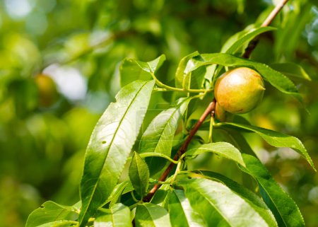 Junge Nektarinenfrüchte oder Prunus persica var aus nächster Nähe. Nucipersica mit roter, glatter Schale auf einem Zweig mit grünen Blättern im Obstgarten eines Vorgartens in Dallas, Texas, selbst gezüchteter kleinwüchsiger Obstbaum. USA
