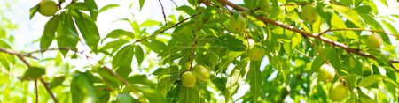 Panoramablick auf junge Nektarinen oder Prunus persica var. Nucipersica glatte Haut auf einem Zweig mit grünen Blättern in Dallas, Texas, biologisch angebauter kleinwüchsiger Obstgarten. USA
