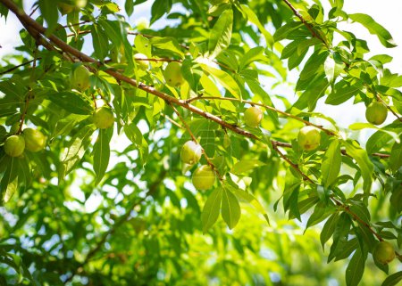 Mire hacia arriba vista abundante de frutos jóvenes de nectarina o Prunus persica var. nucipersica piel lisa en rama de árbol con hojas verdes en Dallas, Texas, árbol frutal enano heredero cultivado orgánicamente. Estados Unidos