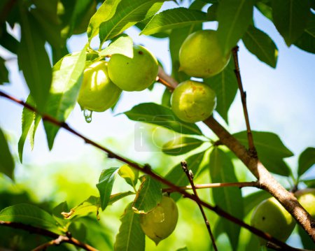 Gummose suintant de la sève à la surface de jeunes nectarines dans des vergers biologiques ou peu pulvérisés à Dallas, Texas, Prunus persica var. nucipersica avec une peau lisse sur la branche de l'arbre. États-Unis