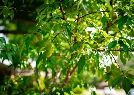 Obstgarten im Vorgarten mit vielen jungen Nektarinen oder Prunus persica var. Nucipersica glatte Haut auf einem Ast mit grünen Blättern in Dallas, Texas, selbst gezüchtetes Erbstück Zwergfruchtbaum. USA