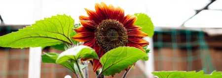 Panorama blossom chocolate cherry sunflower with rich chocolate black cherry color, multi-branching tall plant, vibrant yellow ring, pollen disk deep onyx centers, homegrown Helianthus annuus. USA