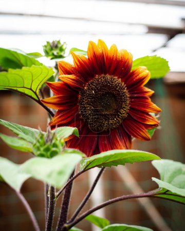 Lookup view blossom chocolate cherry sunflower with rich chocolate black cherry color, multi-branching tall plant, vibrant yellow ring, pollen disk deep onyx centers, homegrown Helianthus annuus. USA