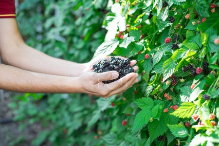 Asian man in T-shirt with hands with full palms of fresh harvested ripe blackberries, abundant berry bush background, organic berries from homestead backyard garden fruit orchard in Dallas, TX. USA