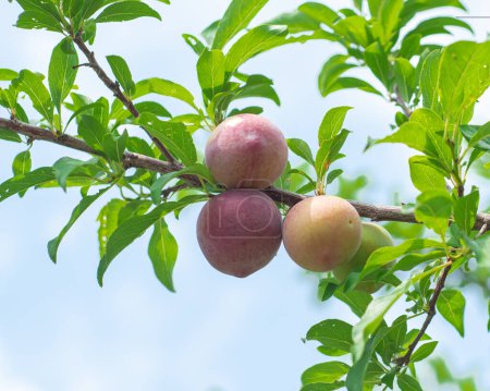 Close-up ripe Asian plum or Prunus salicina on tree branch under sunny cloud blue sky at home garden fruit orchard in Dallas, Texas, load of Chinese plums ready to harvest, organic homegrown. USA