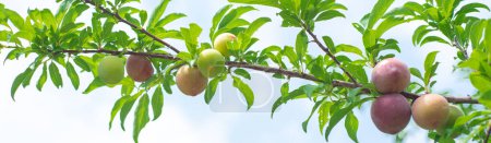 Panorama look up view ripe Chinese plum on tree branch with green foliage leaves under sunny cloud blue sky at home garden fruit orchard in Dallas, Texas, load of Asian plums ready to harvest. USA