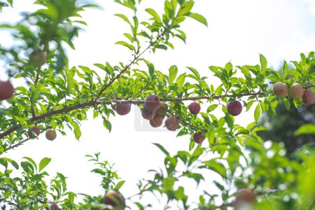 Grüne und reife asiatische Pflaume oder Prunus salicina auf einem Ast unter sonnigem wolkenblauem Himmel im heimischen Obstgarten in Dallas, Texas, erntereif, biologisch angebaut. USA