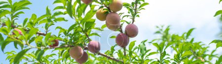 Panorama look up view ripe Chinese plum on tree branch with green foliage leaves under sunny cloud blue sky at home garden fruit orchard in Dallas, Texas, load of Asian plums ready to harvest. USA