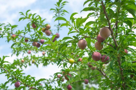 Green and ripe Asian plum or Prunus salicina on tree branch under sunny cloud blue sky at home garden fruit orchard in Dallas, Texas, load of Chinese plums ready to harvest, organic homegrown. USA