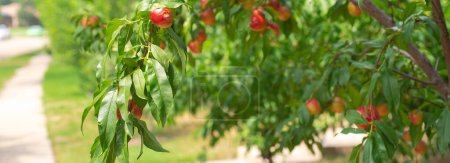 Panorama view residential street sidewalk and abundant of red ripe fruits on Nectarines tree branch at front yard garden of single-family home in Dallas, Texas, Foodscaping and Edible landscaping. USA