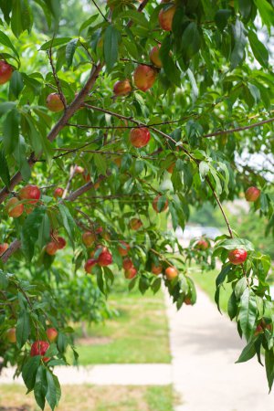 Front yard orchard near street sidewalk with Nectarines tree load of red ripe fruits hanging on branches ready to harvest, Foodscaping and Edible landscaping at suburban house in Dallas, Texas. USA
