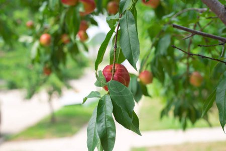Close-up group of ripe red Nectarines fruits on tree branch ready to harvest at front yard garden of single-family home in Dallas, Texas, Foodscaping, Edible landscaping trend at suburban orchard. USA