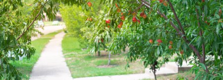 Vista panorámica de la acera de la calle residencial y abundante de frutos rojos maduros en la rama del árbol de Nectarinas en el jardín del patio delantero de una sola casa familiar en Dallas, Texas, Foodscaping y paisajismo comestible. Estados Unidos