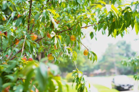 Bastante calle residencial con coche aparcado y carga de frutos maduros de nectarinas rojas en rama de árbol listo para cosechar en el patio delantero de la casa unifamiliar, Dallas, Texas, Foodscaping, Paisajismo comestible. Estados Unidos