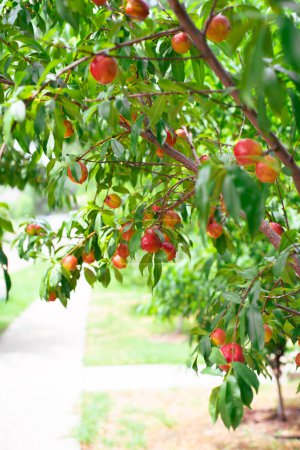 Sidewalk and abundant of red ripe fruits on Nectarines tree branch at front yard garden of single-family home in Dallas, Texas, Foodscaping and Edible landscaping trend at suburban house orchard. USA