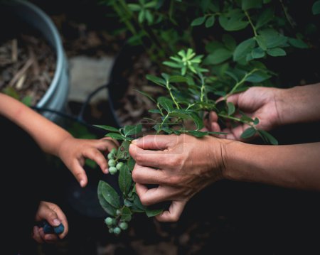 Mère et les enfants ramassent à la main les bleuets frais qui poussent dans des pots dans un verger fruitier de jardin à Dallas, Texas, les petits doigts de bébé récoltant des baies mûres cultivées maison, paysage comestible. États-Unis