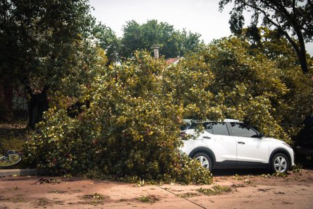 Rear view white SUV car damaged by fallen tree branch at residential street, strong wind heavy thunderstorm in Dallas, Texas, automobile insurance claim concept, severe weather, tornado debris. USA