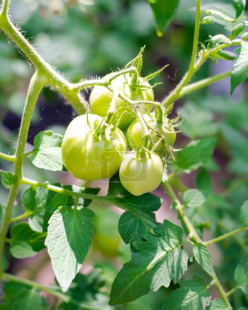 Trauben von grünen Tomaten an Weinreben im Hinterhofgarten in Dallas, Texas, Zwischentomaten Dona Erbstück auf produktive robuste Pflanze, Bio-Gemüse-Gemüsegarten städtischen Gehöft. USA