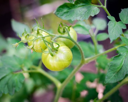 Blüte und grüne Früchte auf einer Traube von Tomaten am Weinstock im Hinterhofgarten in Dallas, Texas, Zwischentomate Dona auf einer produktiven stabilen Pflanze, Bio-Gemüseküche aus eigenem Anbau. USA