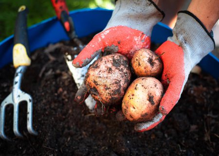 Grip handle cultivator, trowel tools to harvest Red La Soda potatoes from 55-gallon plastic barrel at backyard garden in Dallas, Texas, Asian man hands nitrile gloves holding fresh organic tubers. USA