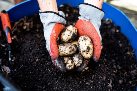 Man hands holding White Kennebec potatoes harvest from plastic barrel at backyard garden in Dallas, Texas, nitrile latex gardening gloves with trowel dirt harvesting homegrown organic tubers. USA