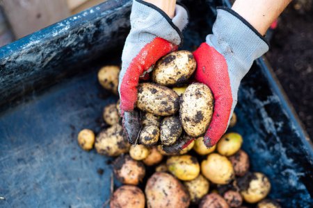 Hand holding petite gold potatoes drop to large concrete mixture tub from garden harvest at backyard in Dallas, Texas, nitrile latex gardening gloves with dirt harvesting homegrown organic tubers. USA