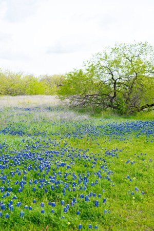 Bluebonnet-Wiese mit einer Reihe reifer Bäume, einem großen Feld mit wunderschönen Blüten und einer Mischung aus Wildblumen im Frühling in Irving, Texas, bedeckter natürlicher Landschaftshintergrund. USA