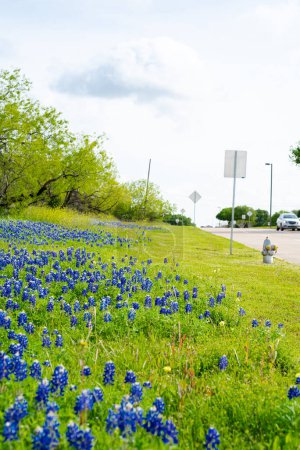 Autofahren entlang der lokalen Straße mit blühendem Blauregen im Frühling in Irving, Texas, Felder mit engagierter Wildblumenmischung, Umweltplanung und Management der urbanen Naturlandschaft. USA