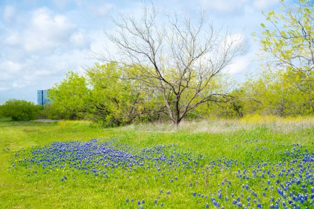 Blooming bluebonnet meadow with downtown Las Colinas, Irving, Texas in background, springtime fields of engaging wildflower mix blend, environmental planning and management of urban natural. USA