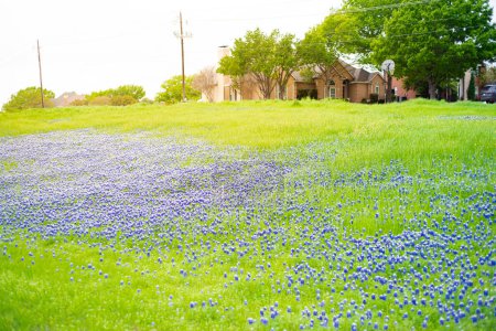 Wohngegend brachliegendes Land mit blühenden einheimischen Blauregen und invasiven gelben Bastard Kohl Blume im Frühling, Umweltplanung und Management von städtischen natürlichen, Dallas, Texas. USA