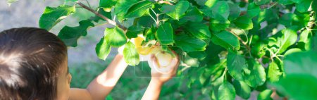 Panorama view Asian toddler girls harvesting apple fruit from tree branch at homegrown orchard in Dallas, Texas, organic summer fruits harvest little kids hand, front yard edible landscaping. USA