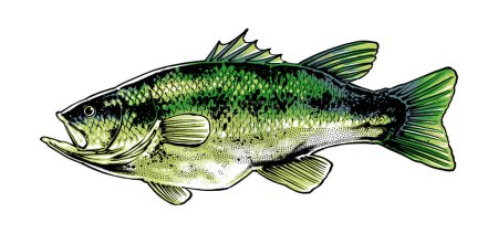 Illustration for Largemouth bass fish side illustration - Royalty Free Image