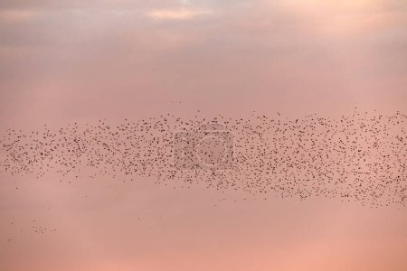 Foto de Una enorme bandada de aves silvestres contra el fondo del cielo rosado de la noche, durante la puesta del sol. - Imagen libre de derechos