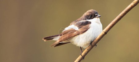 Photo for Ficedula hypoleuca sits on a branch of a small bird of the flycatcher family Close-up selective focus. - Royalty Free Image