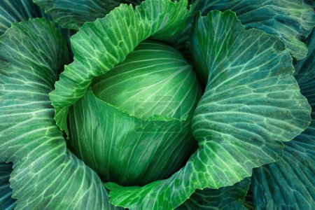 Photo for Cabbage, fruit on the bed. View from above. Abstract natural texture. Fresh vegetarian food. - Royalty Free Image