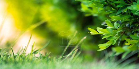 Foto de El fondo abstracto de la naturaleza añade un toque artístico a la hierba verde fresca y vibrante, por lo que es una imagen versátil para su uso en una gama de proyectos de diseño - Imagen libre de derechos