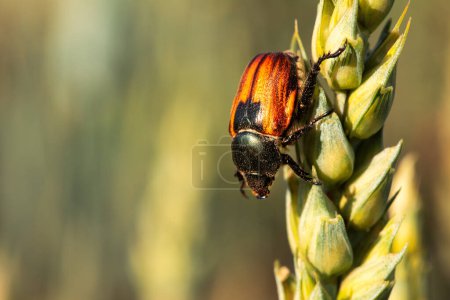 Photo for Discover the intricate world of Sitophilus granarius with this macro view of the insect on a wheat stalk. The image captures the small but destructive pest in stunning detail - Royalty Free Image