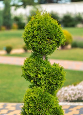 Photo for Enhance the beauty of your garden with this stunning spiral topiary. A perfect addition to any landscape design - Royalty Free Image